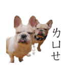 French Bulldog Three Brothers（個別スタンプ：27）