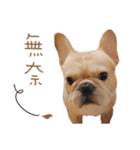 French Bulldog Three Brothers（個別スタンプ：30）