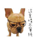 French Bulldog Three Brothers（個別スタンプ：31）