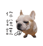 French Bulldog Three Brothers（個別スタンプ：32）