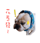 French Bulldog Three Brothers（個別スタンプ：33）