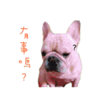 French Bulldog Three Brothers（個別スタンプ：34）