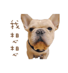 French Bulldog Three Brothers（個別スタンプ：35）