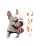 French Bulldog Three Brothers（個別スタンプ：37）