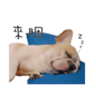 French Bulldog Three Brothers（個別スタンプ：39）