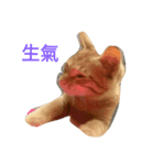 cute so cat（個別スタンプ：1）