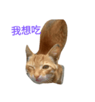 cute so cat（個別スタンプ：3）