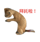 cute so cat（個別スタンプ：4）