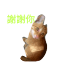 cute so cat（個別スタンプ：6）