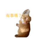 cute so cat（個別スタンプ：7）