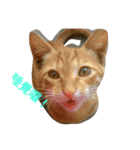 cute so cat（個別スタンプ：8）