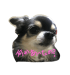 チワワしんくん（個別スタンプ：2）