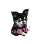 チワワしんくん（個別スタンプ：5）