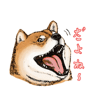 今日の太い柴犬、日本語（個別スタンプ：10）