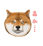 今日の太い柴犬、日本語（個別スタンプ：20）