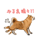 今日の太い柴犬、日本語（個別スタンプ：26）