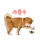 今日の太い柴犬、日本語（個別スタンプ：35）