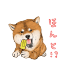 今日の太い柴犬、日本語（個別スタンプ：36）