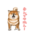 今日の太い柴犬、日本語（個別スタンプ：38）