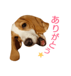 beagle's sticker（個別スタンプ：1）