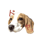 beagle's sticker（個別スタンプ：5）