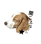 beagle's sticker（個別スタンプ：8）