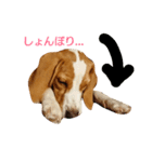 beagle's sticker（個別スタンプ：9）