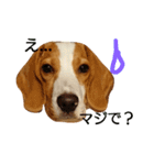 beagle's sticker（個別スタンプ：10）