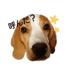 beagle's sticker（個別スタンプ：13）