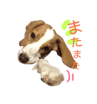 beagle's sticker（個別スタンプ：14）