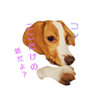 beagle's sticker（個別スタンプ：15）