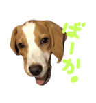 beagle's sticker（個別スタンプ：16）