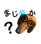 DOG ＆ CAT 2（個別スタンプ：1）