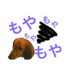 DOG ＆ CAT 2（個別スタンプ：2）
