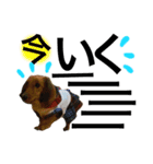 DOG ＆ CAT 2（個別スタンプ：3）