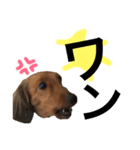 DOG ＆ CAT 2（個別スタンプ：4）
