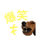 DOG ＆ CAT 2（個別スタンプ：5）