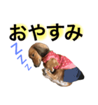 DOG ＆ CAT 2（個別スタンプ：10）