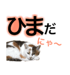 DOG ＆ CAT 2（個別スタンプ：12）