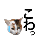 DOG ＆ CAT 2（個別スタンプ：13）