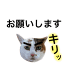DOG ＆ CAT 2（個別スタンプ：14）