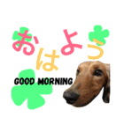 DOG ＆ CAT 2（個別スタンプ：15）