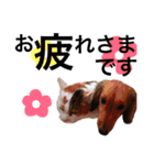 DOG ＆ CAT 2（個別スタンプ：16）