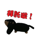 Wool Dachshund day（個別スタンプ：2）