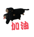 Wool Dachshund day（個別スタンプ：34）