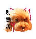 mei-mei dog（個別スタンプ：1）