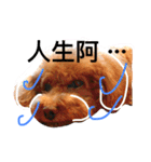 mei-mei dog（個別スタンプ：4）