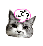 にゃー(ずび)※猫です（個別スタンプ：1）