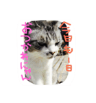 にゃー(ずび)※猫です（個別スタンプ：3）