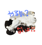 にゃー(ずび)※猫です（個別スタンプ：5）